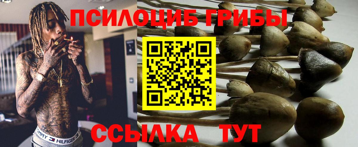 Галлюциногенные грибы Psilocybe Тайшет